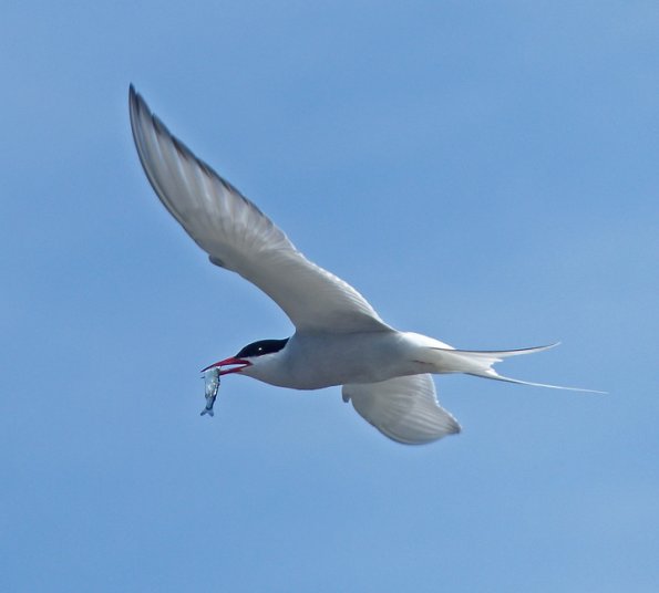 arctic-tern-with-pacific-herring