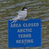 arctic-tern-with-sign-may-20