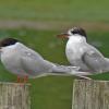 arctic-terns-adult-left-and-juvenile