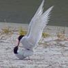 arctic-terns-mating-may-24