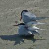 arctic-terns-mating