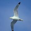 black-legged-kittiwake-in-flight