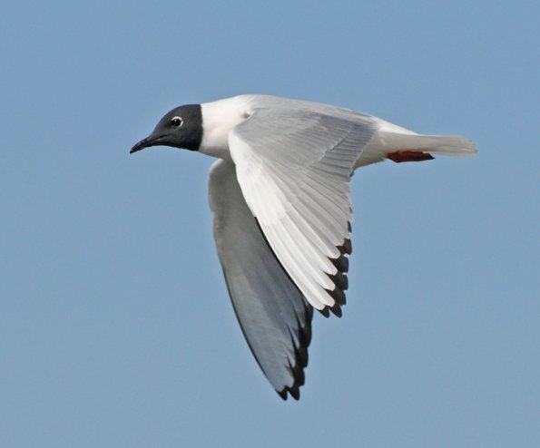 bonaparte-s-gull-adult-in-flight