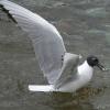 bonaparte-s-gull-adult-iso-1600-before-cropping