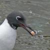 bonaparte-s-gull-adult-with-salmon-egg-iso-1600_1408067278