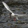 bonaparte-s-gull-adult-with-salmon-egg