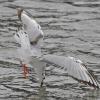bonaparte-s-gull-immature-after-fish