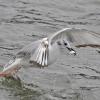 bonaparte-s-gull-immature-with-fish