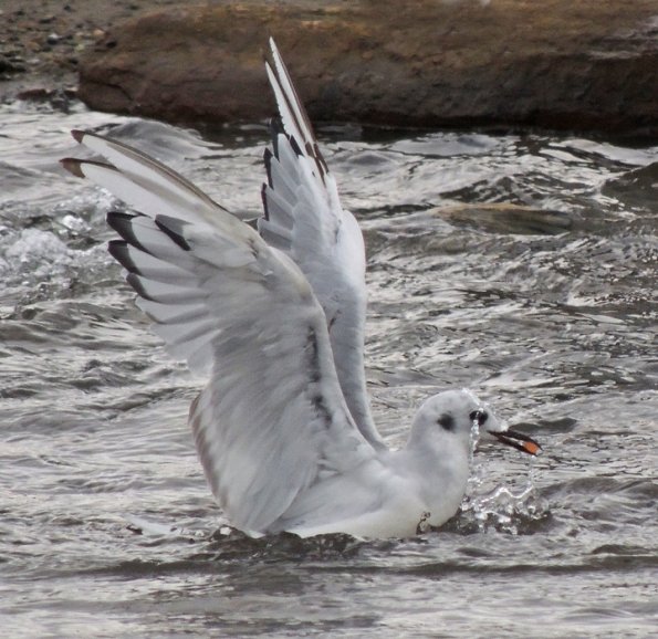 bonaparte-s-gull-immature-with-salmon-egg