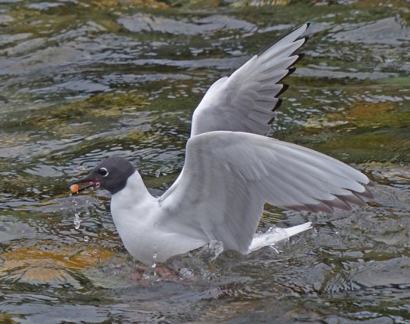 bonaparte-s-gull-with-chum-salmon-egg