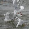 bonaparte-s-gulls-interacting-iso-1600