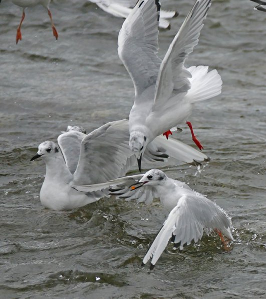 bonaparte-s-gulls-interacting-iso-1600
