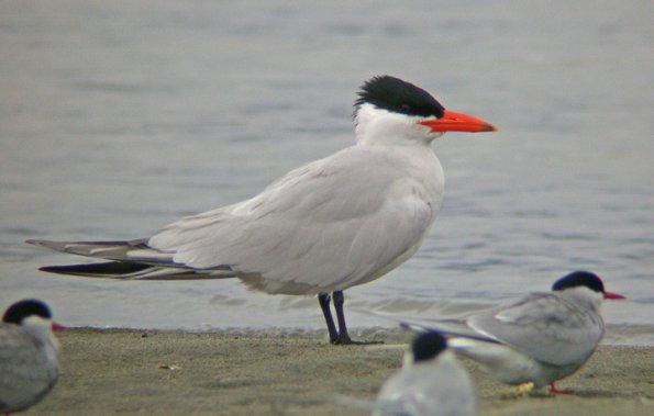 caspian-tern-others-arctic-tern