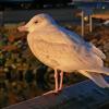glaucous-gull-juvenile-juneau-alaska-2-16-2006