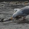 glaucous-winged-gull-biting-chum-salmon-vent
