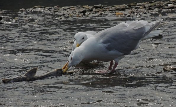 glaucous-winged-gull-biting-chum-salmon-vent