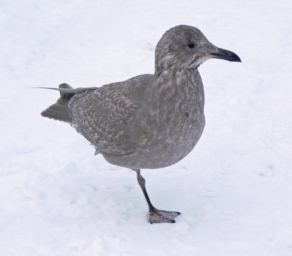 glaucous-winged-gull-first-winter-plumage