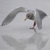 glaucous-winged-gull-on-ice