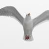 glaucous-winged-gull-on-white