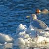 glaucous-winged-gull-with-common-merganser