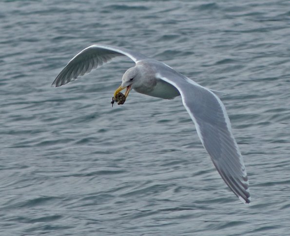 glaucous-winged-gull-with-mussel