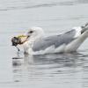 glaucous-winged-gull-with-mussels-and-barnacles