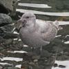 glaucous-winged-gull-with-starfish-2