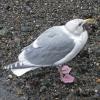 glaucous-winged-gull-with-starfish-a-