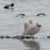 glaucous-winged-gull-with-starfish-barrow-s-goldeneyes