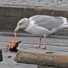 glaucous-winged-gull-with-starfish