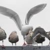 glaucous-winged-gulls-i-want-your-spot