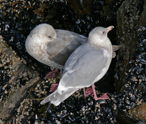 glaucous-winged-gulls