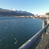 gulls-downtown-juneau-january-17