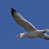 herring-gull-in-flight_1335055193