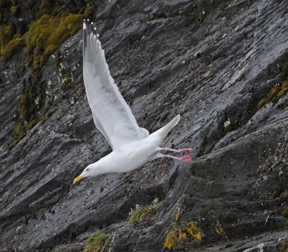 herring-gull-in-flight