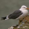 lesser-black-backed-gull-in-juneau