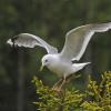 mew-gull-adult-landing-on-tree