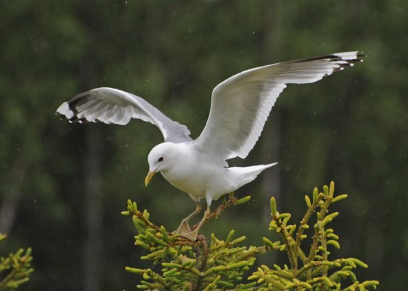 mew-gull-adult-landing-on-tree