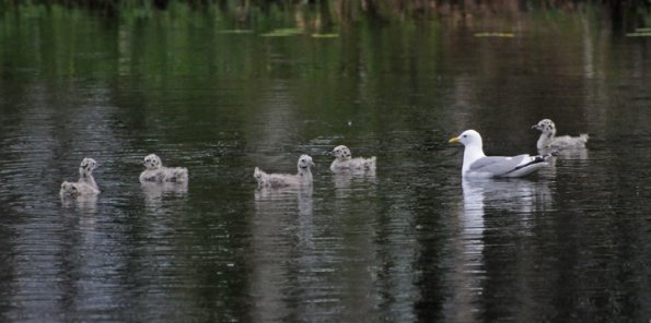 mew-gull-adult-with-young