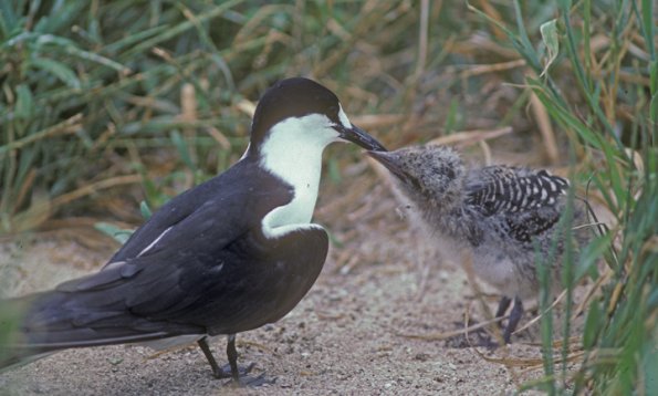 sooty-tern-chick-australia