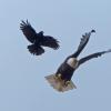 Bald-Eagle-and-Northwestern-Crow-2