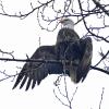Bald-Eagle-drying-its-wings-2