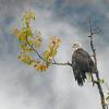Bald-Eagle-drying-wings