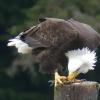 Bald-Eagle-eating-a-crab