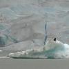 Bald-Eagles-at-Mendenhall-Glacier-in-the-rain