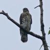 Northern-Goshawk-juvenile-at-400-mm