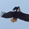 Northwestern-Crow-harassing-Bald-Eagle