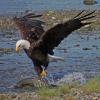 bald-eagle-adult-2-after-a-chum-salmon