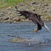 bald-eagle-adult-after-a-chum-salmon