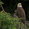 bald-eagle-adult-and-young-at-nest-3